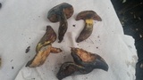 Boletus subluridus image