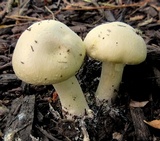 Stropharia coronilla image