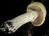 Stropharia coronilla image