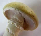Stropharia coronilla image