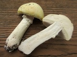 Stropharia coronilla image