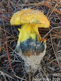 Alessioporus rubriflavus image