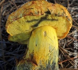 Alessioporus rubriflavus image