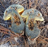 Alessioporus rubriflavus image