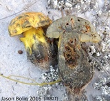 Alessioporus rubriflavus image