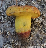 Alessioporus rubriflavus image