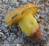 Alessioporus rubriflavus image
