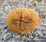 Alessioporus rubriflavus image