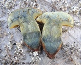 Alessioporus rubriflavus image