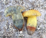 Alessioporus rubriflavus image