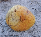 Alessioporus rubriflavus image