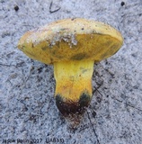 Alessioporus rubriflavus image