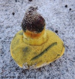 Alessioporus rubriflavus image