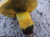 Alessioporus rubriflavus image
