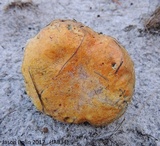 Alessioporus rubriflavus image