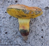 Alessioporus rubriflavus image