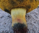 Alessioporus rubriflavus image