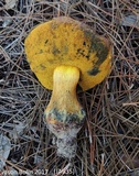 Alessioporus rubriflavus image