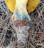 Alessioporus rubriflavus image