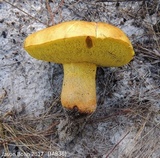 Alessioporus rubriflavus image