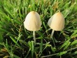 Conocybe apala image