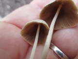 Conocybe apala image