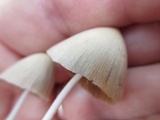 Conocybe apala image