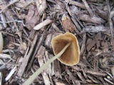 Conocybe apala image