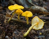 Cystolepiota luteohemisphaerica image