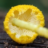 Cystolepiota luteohemisphaerica image