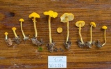 Cystolepiota luteohemisphaerica image
