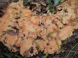 Laetiporus cincinnatus image