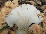 Laetiporus cincinnatus image