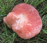 Rhodotus palmatus image