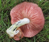 Rhodotus palmatus image