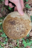 Calvatia craniiformis image