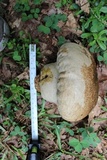 Calvatia craniiformis image
