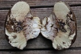 Calvatia craniiformis image