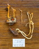 Ophiocordyceps pentatomae image