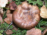 Paxillus involutus image