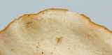 Polyporus grammocephalus image