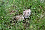 Abortiporus biennis image