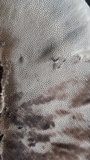 Hexagonia hydnoides image