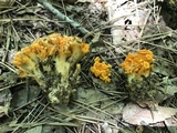 Craterellus odoratus image