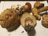 Boletus subcaerulescens image