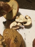 Boletus subcaerulescens image