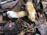 Xanthoconium affine image