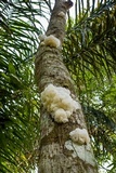 Ductifera pululahuana image