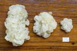 Ductifera pululahuana image