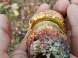 Pulchroboletus rubricitrinus image